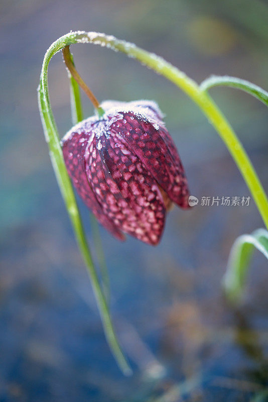 冰冻盛开的郁金香、蛇头贝母(Fritillaria meleagris)在其自然环境，沼泽